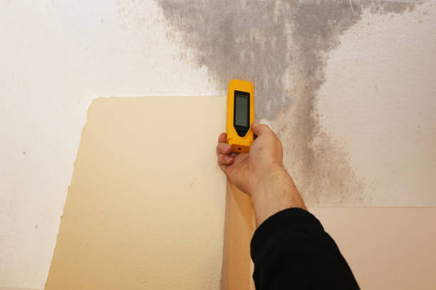 Best Mold Removal for HVAC Installations  in Longwood, FL