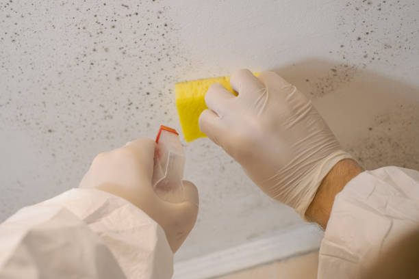 Asbestos and Lead Testing During Mold Inspection in Longwood, FL