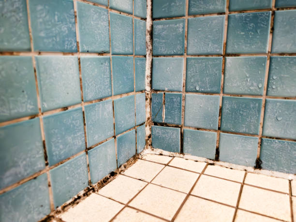 Best Residential Mold Inspection & Testing  in Longwood, FL