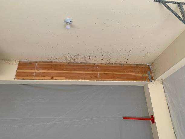 Best Asbestos and Lead Testing During Mold Inspection  in Longwood, FL