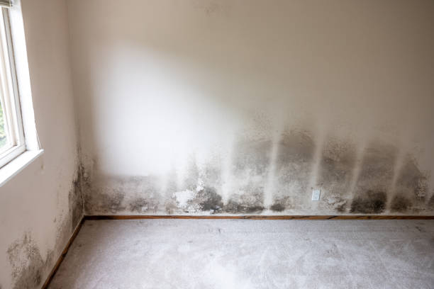 Best Comprehensive Air Testing for Mold Contaminants  in Longwood, FL