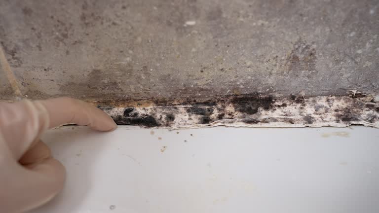 Best HVAC Mold Inspection and Cleaning  in Longwood, FL